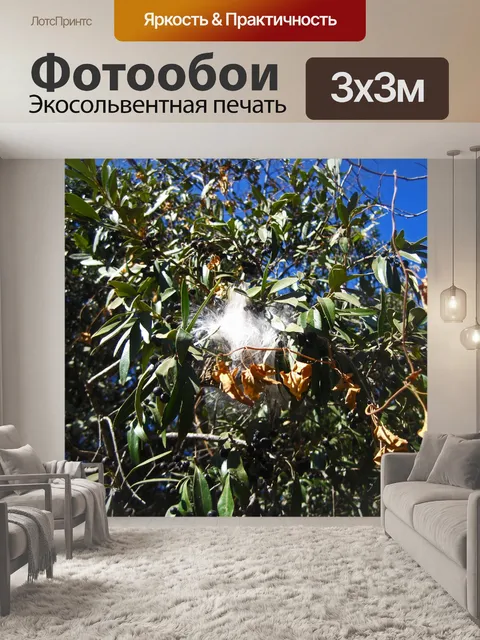 Фотообои белый пух семян моли лозы
