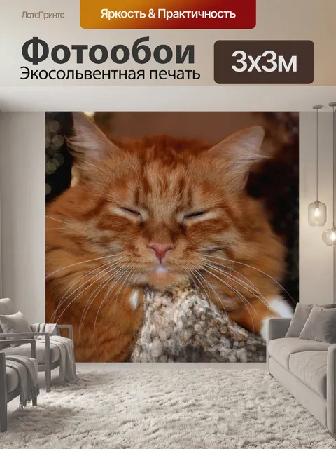 Фотообои Кот