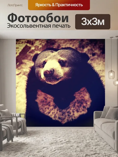 Фотообои Черный медведь в зоопарке
