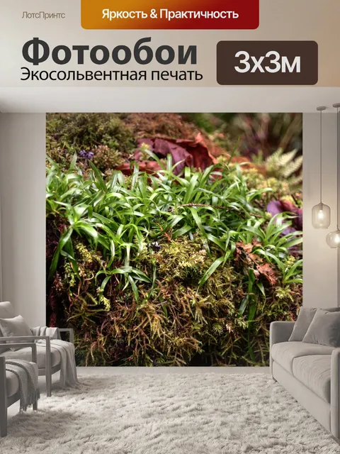 Фотообои Зеленые папоротники в лесу