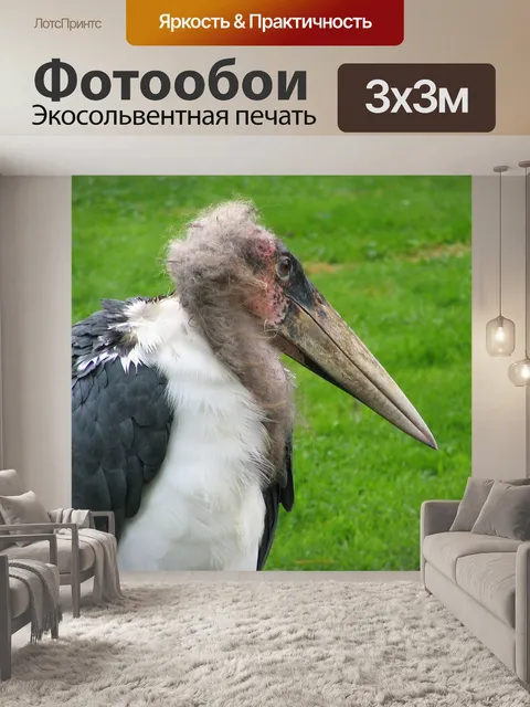 Фотообои Пеликан