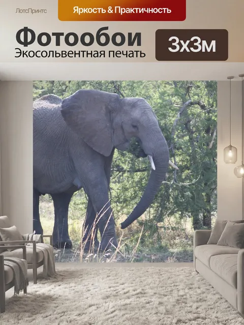Фотообои Слон