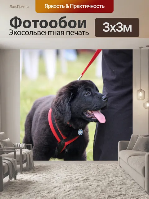 Фотообои Щенок выгула собак
