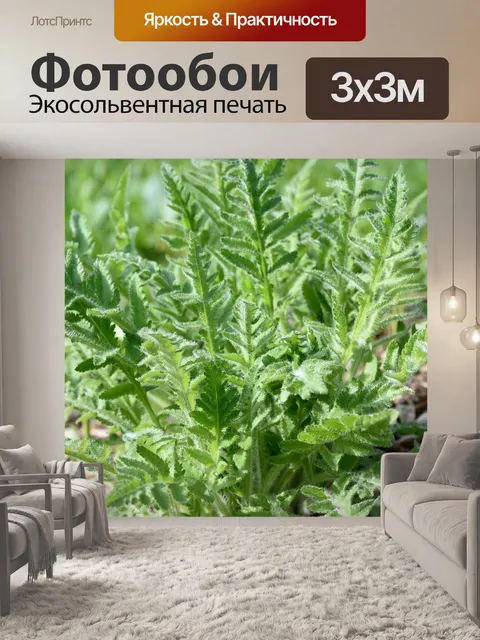 Фотообои Мак