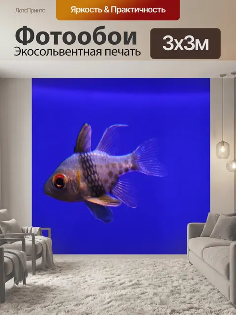 Фотообои Рыбы