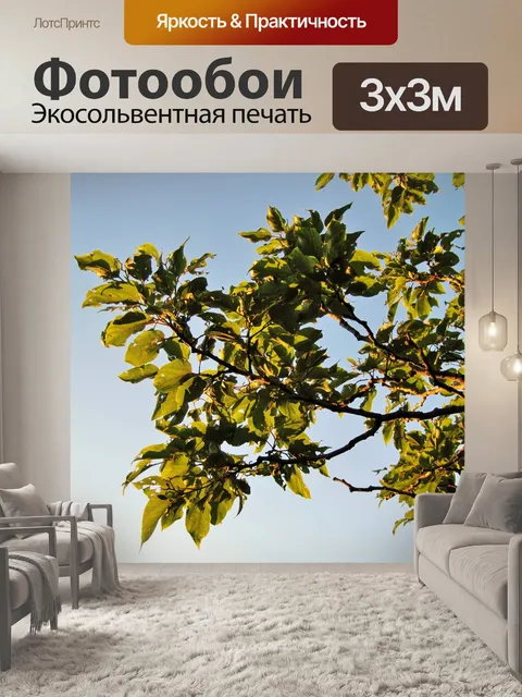 Фотообои японский изюм дерево в солнечном свете