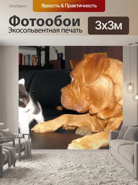 Фотообои Взгляд