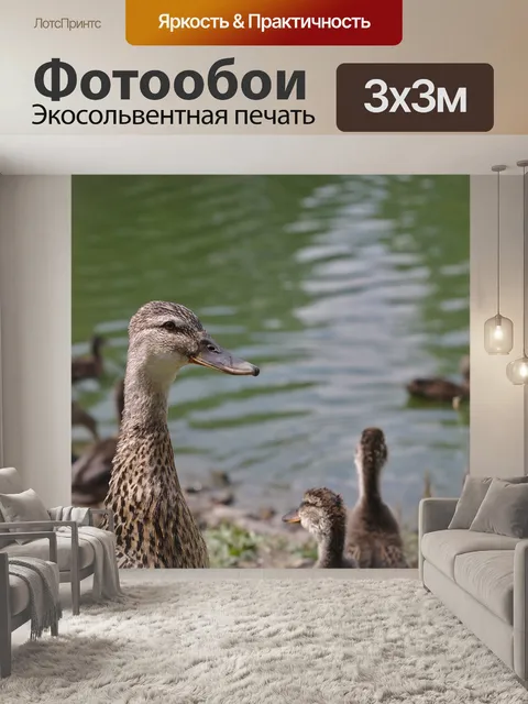 Фотообои Утка