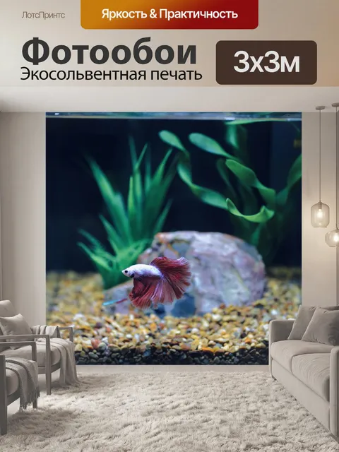 Фотообои Рыбы