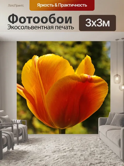 Фотообои Тюльпаны