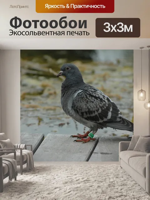 Фотообои Домашний голубь