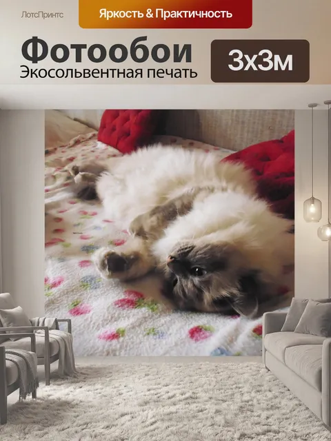 Фотообои Отдыхая кошку