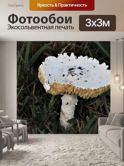 Фотообои Белый гриб Аманита в траве