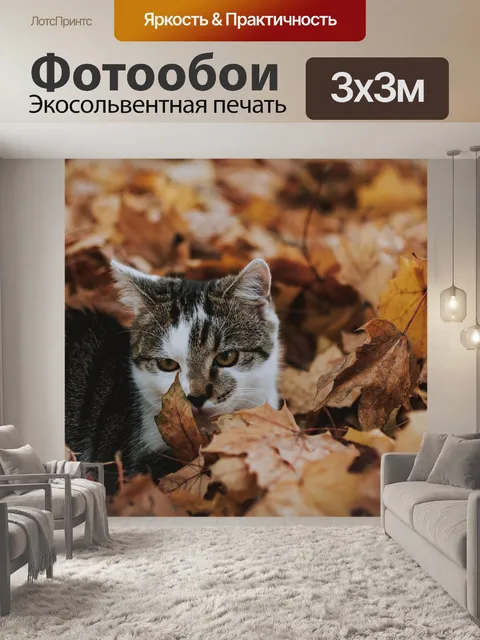 Фотообои Кот