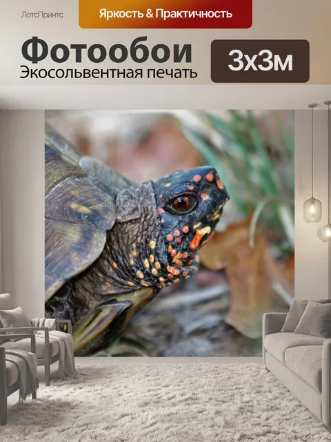 Фотообои Изысканная коробка Черепаха крупным план