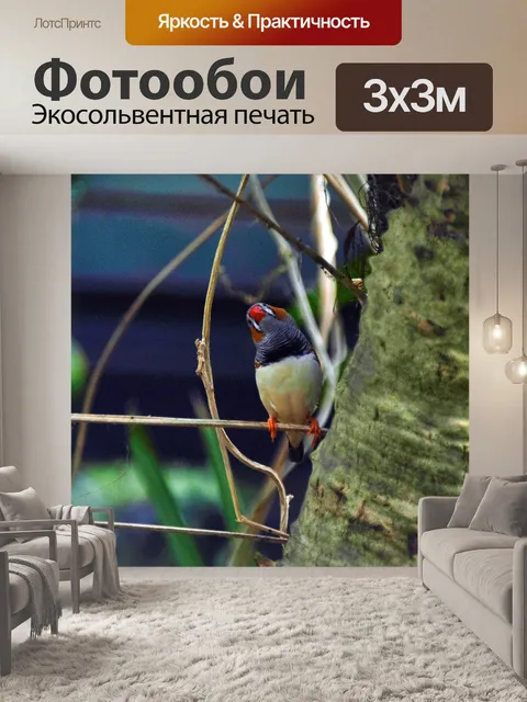 Фотообои Зебра Финч
