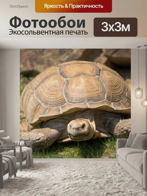 Фотообои большая черепаха