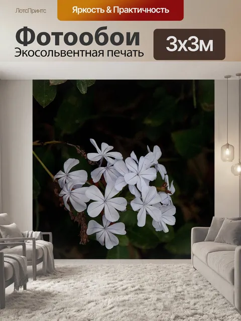 Фотообои Цветок изгороди плумбаго
