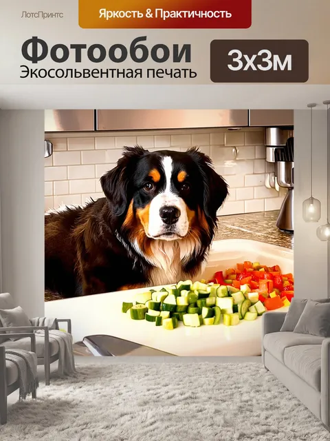 Фотообои бернский зенненхунд, участвующий в процессе приготовления пищи на кухне