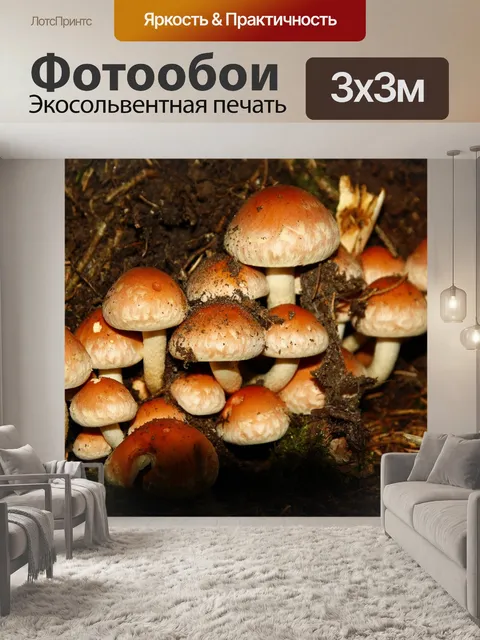Фотообои Грибы