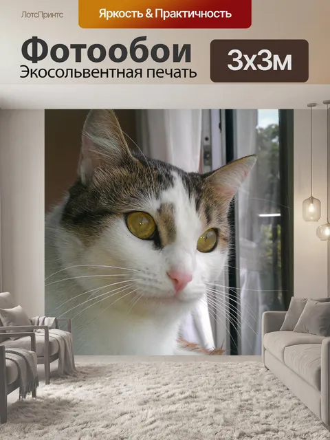 Фотообои Симпатичные кошки