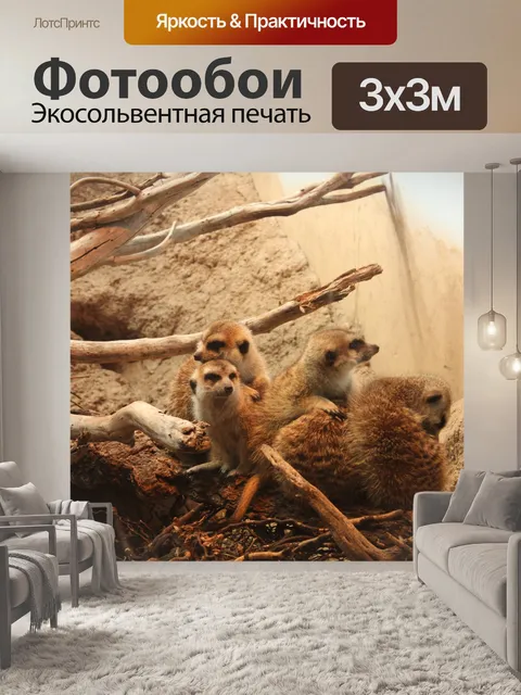 Фотообои Семейство сурикатов