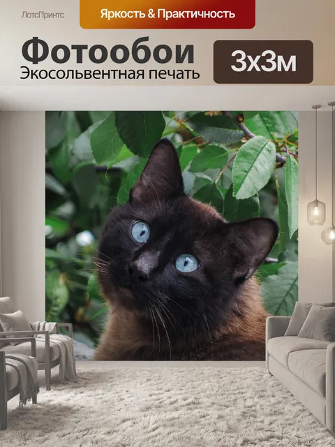 Фотообои Кот
