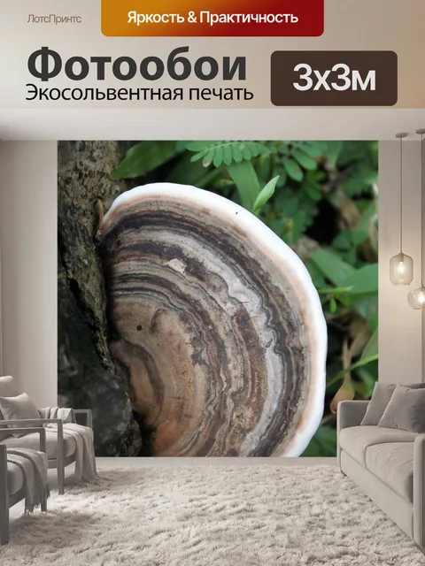 Фотообои живой гриб, гриб
