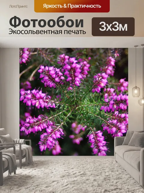 Фотообои общий вереск (Calluna обыкновенная)