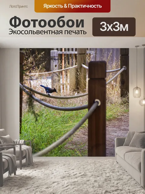 Фотообои голубая сойка