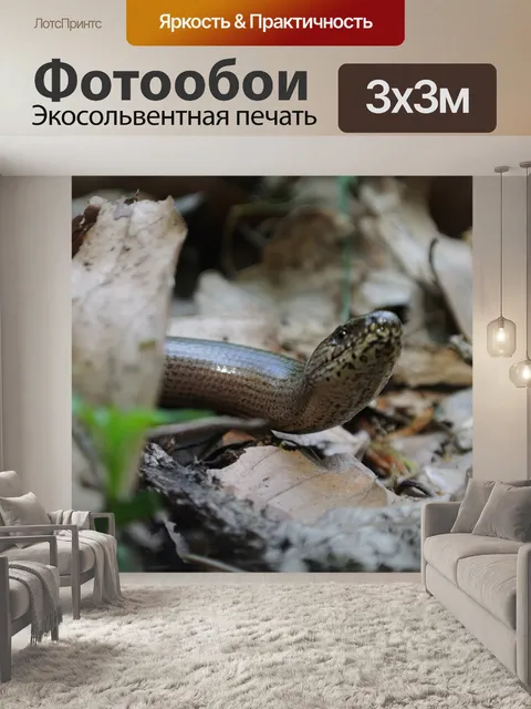 Фотообои Животное