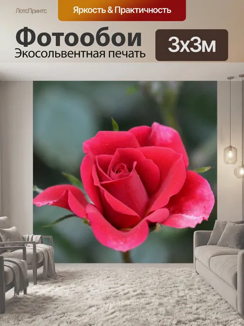 Фотообои Роуз