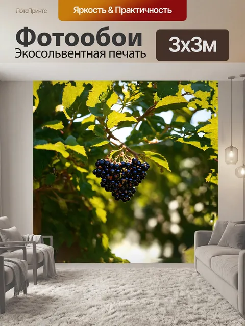 Фотообои бузина, раскрывающая свои яркие плоды, словно маленькие черные бусины, сверкающие на солнце