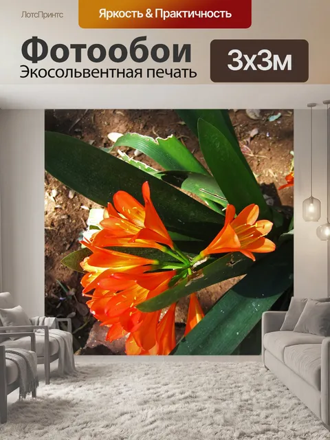 Фотообои вид на кластер оранжевой кливии