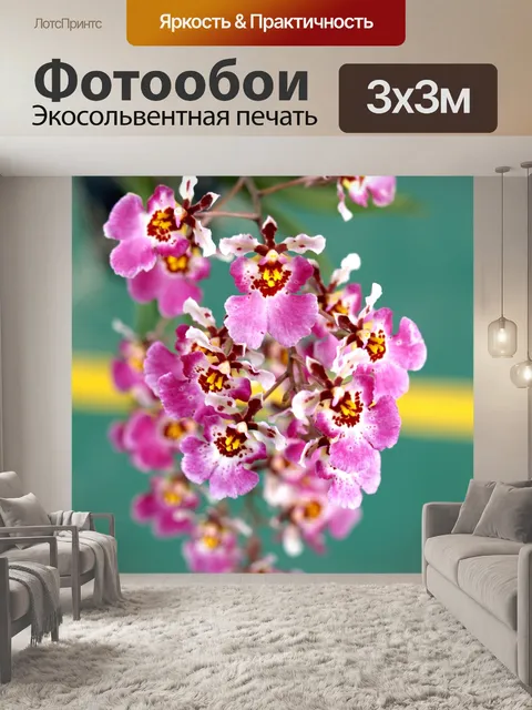 Фотообои Фото цветка орхидеи