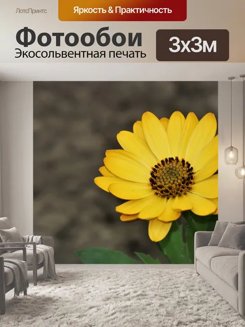 Фотообои Желтая африканская ромашка