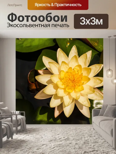 Фотообои Красивый цветок лотоса кувшинки