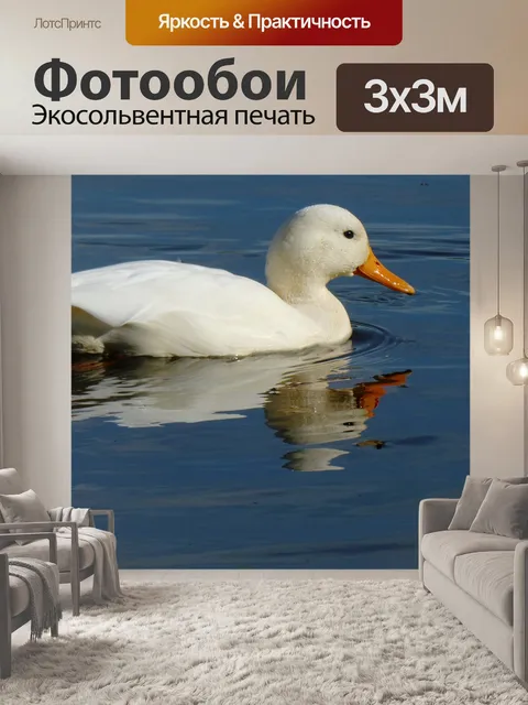 Фотообои Белая утка