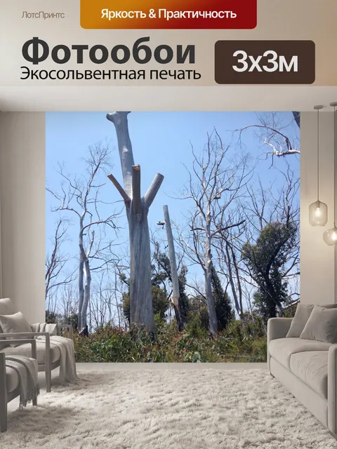 Фотообои Мертвые деревья