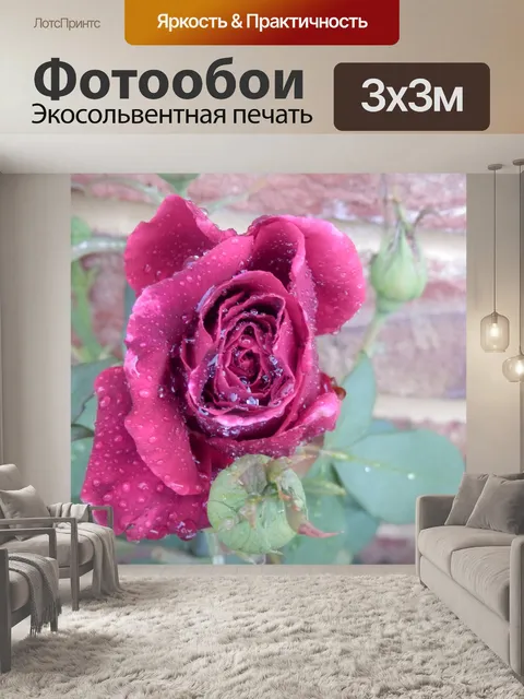 Фотообои Влажные Красная роза