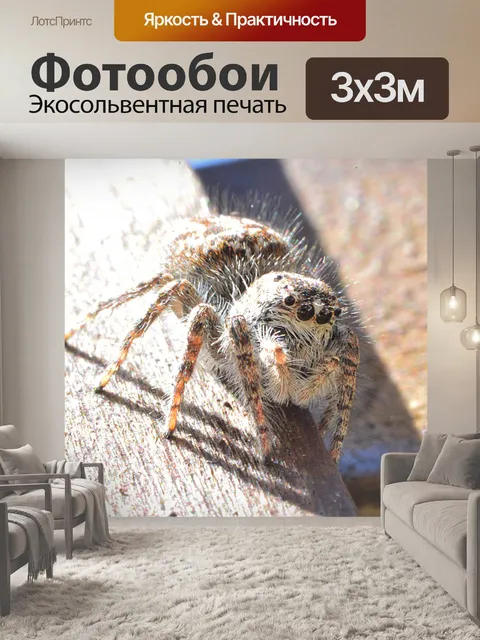 Фотообои белый паук смотрит на тебя