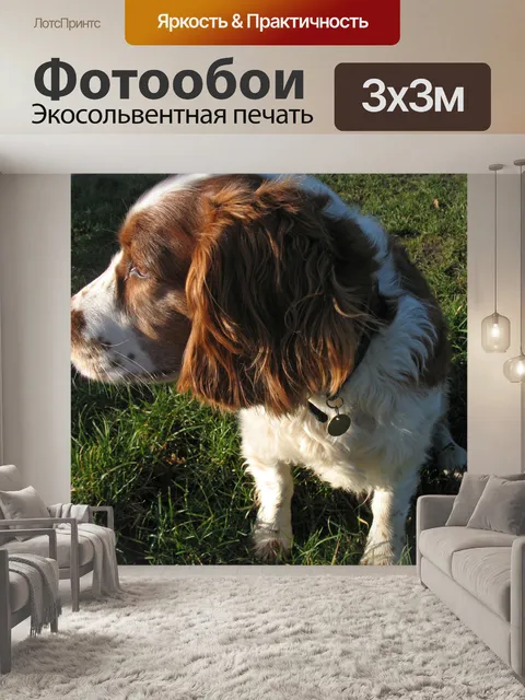 Фотообои Кокер-спаниель