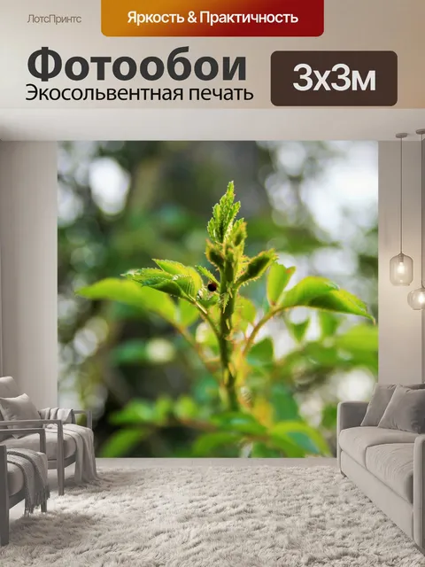 Фотообои Розовый куст соцветие