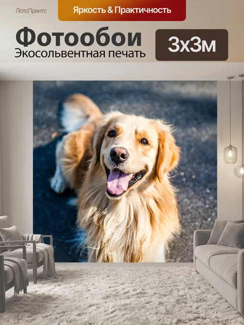 Фотообои Золотистый ретривер