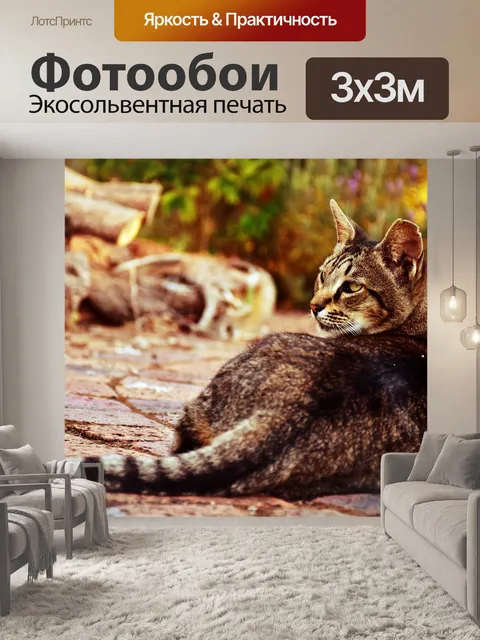Фотообои Кошка