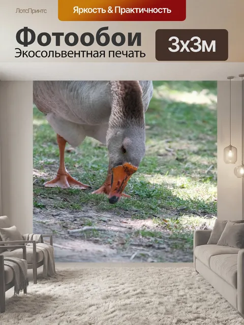 Фотообои Гусь ест траву