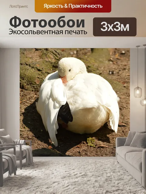 Фотообои Белая утка