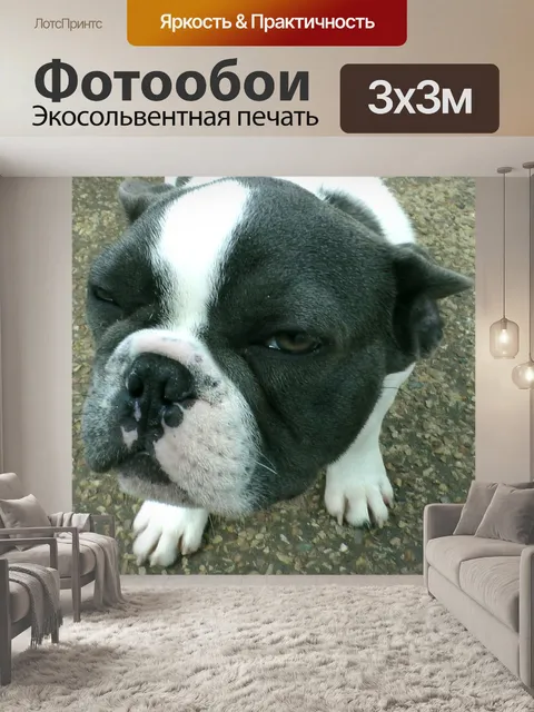 Фотообои Французский бульдог щенки