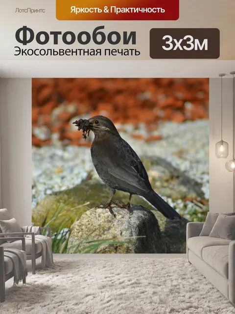 Фотообои Час земли