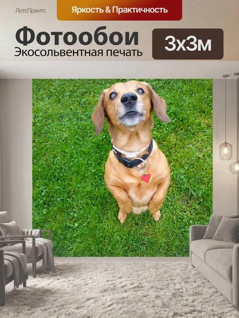 Фотообои Собака, стоя на траве